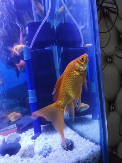 blue line shark and koi fish