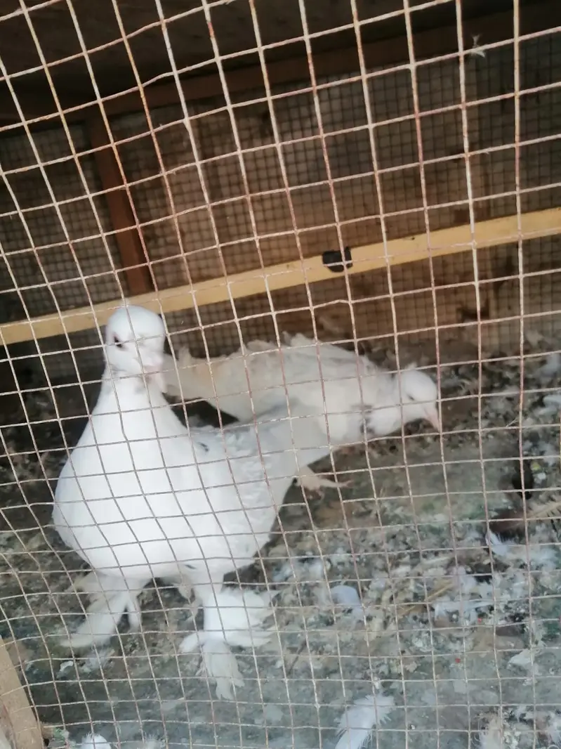 Bohat achi nasal k h American red or Carling white — photo 8