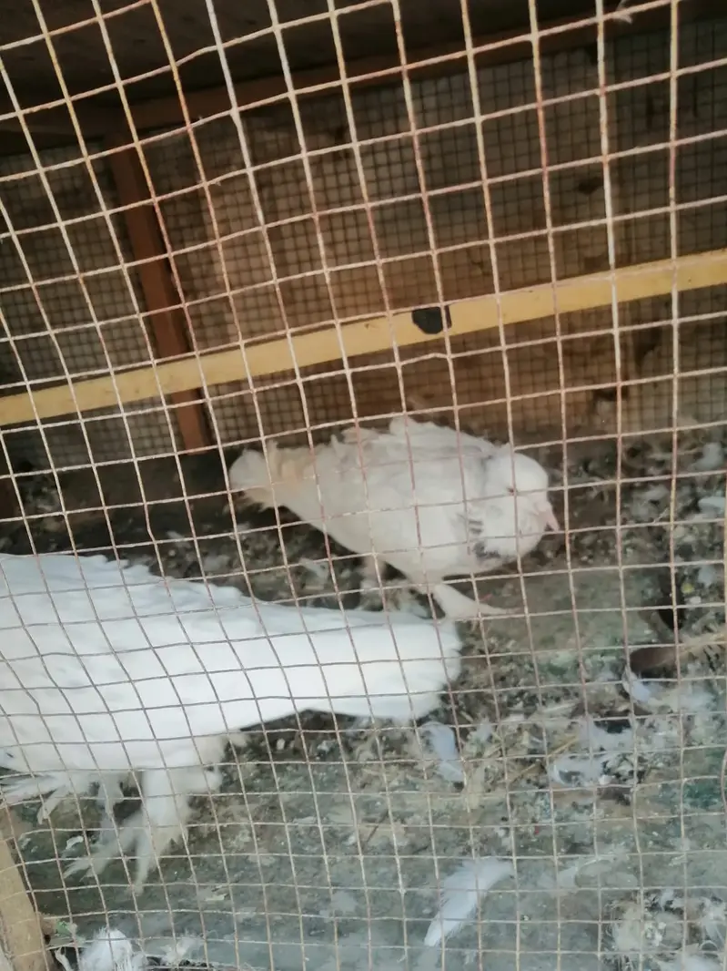 Bohat achi nasal k h American red or Carling white — photo 12