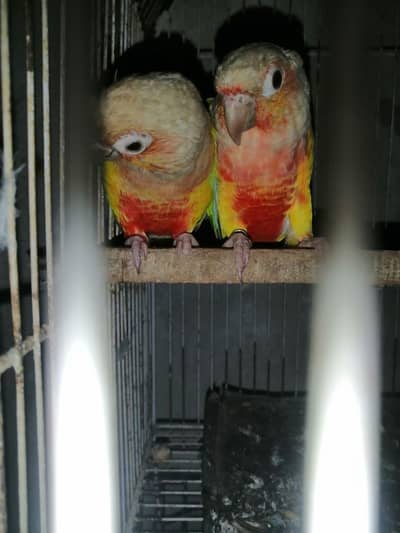 green chick canure red factor