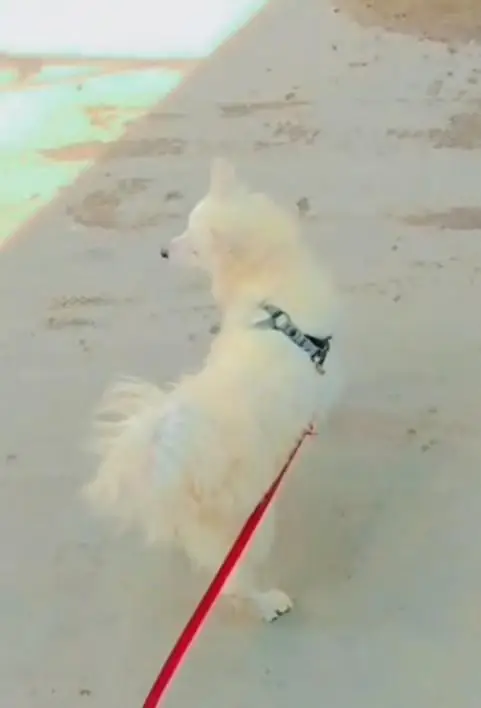 Russian dog for sale. watsap 03074975591 — photo 3