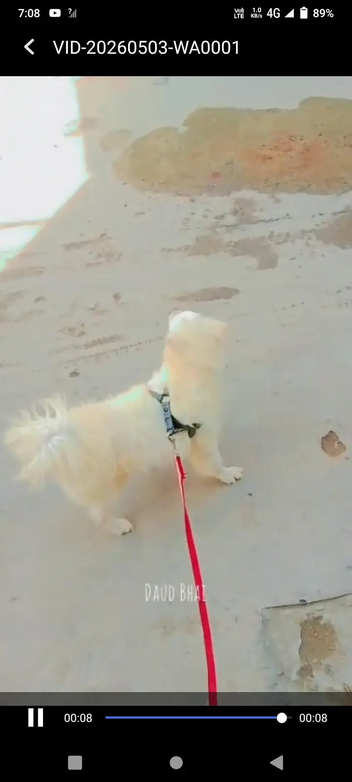 Russian dog for sale. watsap 03074975591 — photo 4