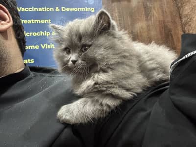 Premium Triple-Coated Persian Kittens | Purebred