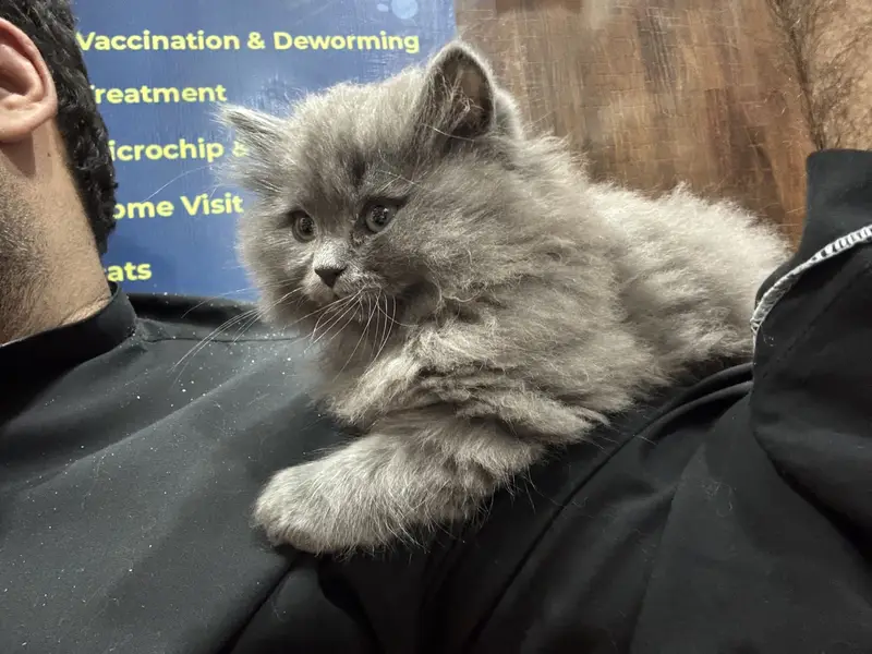 Premium Triple-Coated Persian Kittens | Purebred