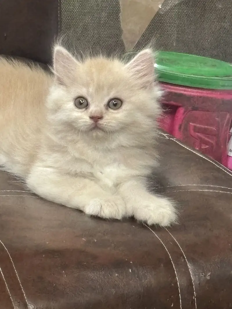 Premium Triple-Coated Persian Kittens | Purebred — photo 3
