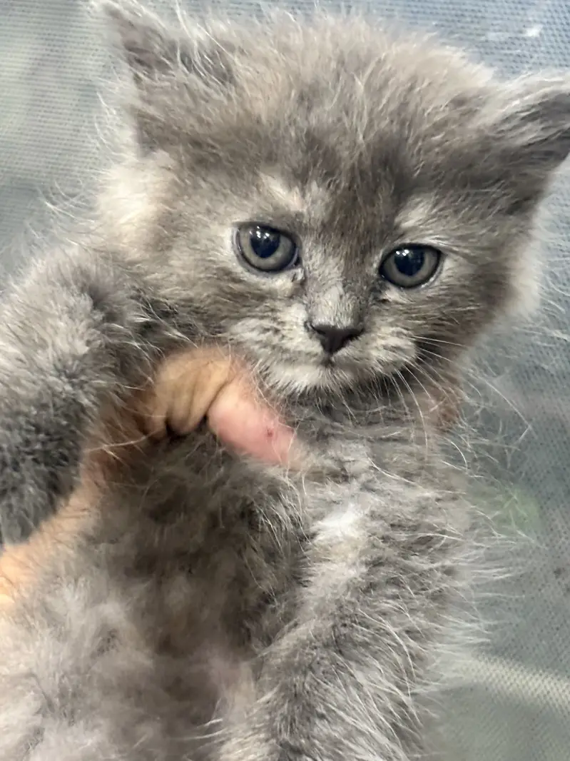 Premium Triple-Coated Persian Kittens | Purebred — photo 4