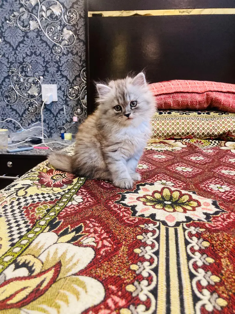 Premium Triple-Coated Persian Kittens | Purebred — photo 5