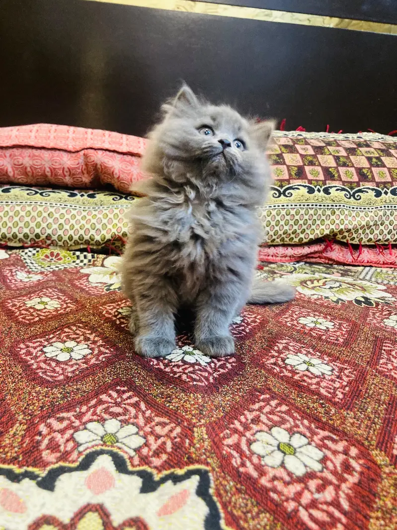 Premium Triple-Coated Persian Kittens | Purebred — photo 6