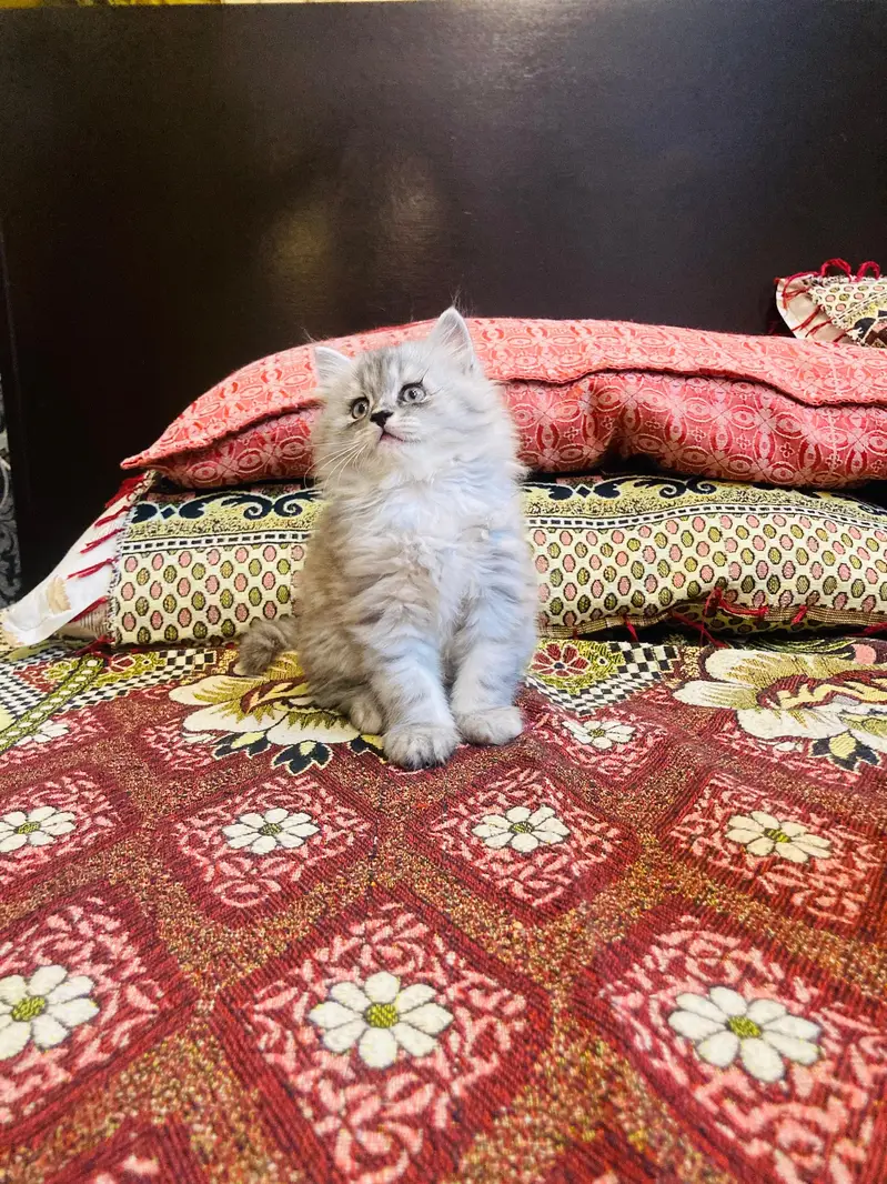Premium Triple-Coated Persian Kittens | Purebred — photo 7