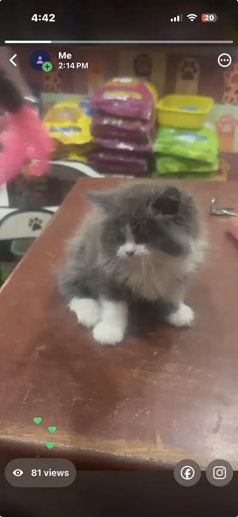 Premium Triple-Coated Persian Kittens | Purebred — photo 8