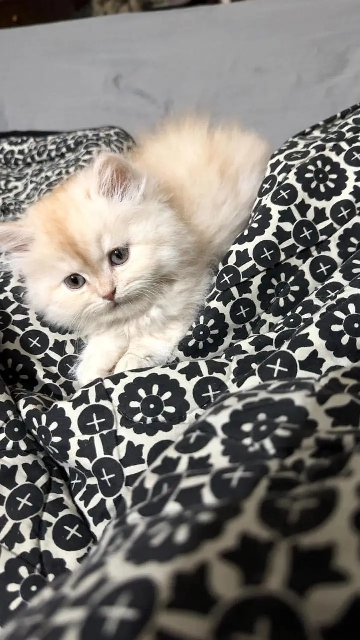 Premium Triple-Coated Persian Kittens | Purebred — photo 9