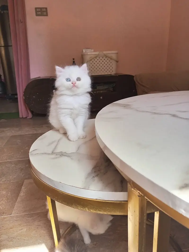 Premium Triple-Coated Persian Kittens | Purebred — photo 10