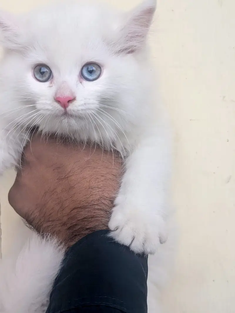 Premium Triple-Coated Persian Kittens | Purebred — photo 11