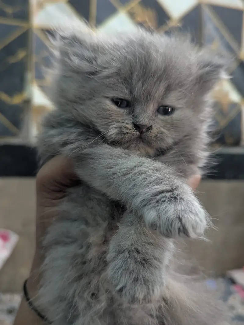 Premium Triple-Coated Persian Kittens | Purebred — photo 12