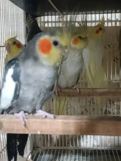 cockatiel gray or pearl eno pathay available