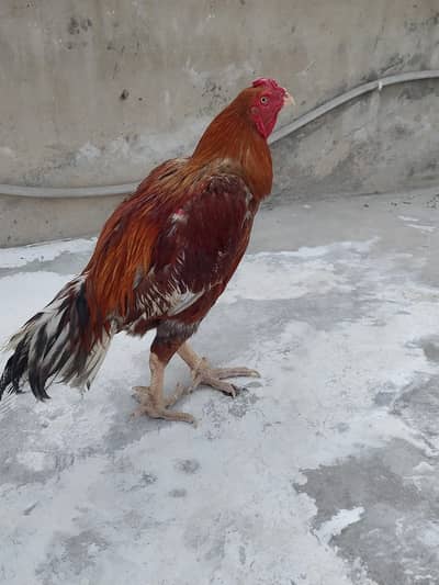 Aseel Pair for Sale | 1 Saal 3 Mahine | Healthy & Active