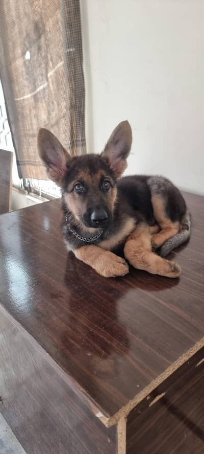German shepherd puppie for sale 5 months age vaccinated