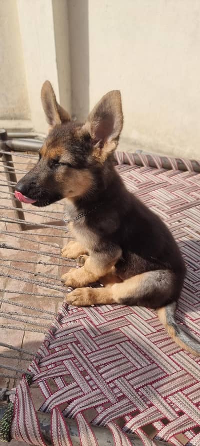 German shepherd puppie for sale 5 months age vaccinated