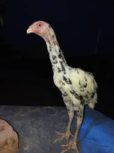 Pure Beautiful Aseel pathy for sale