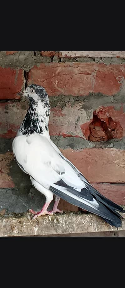 tade pigeon
