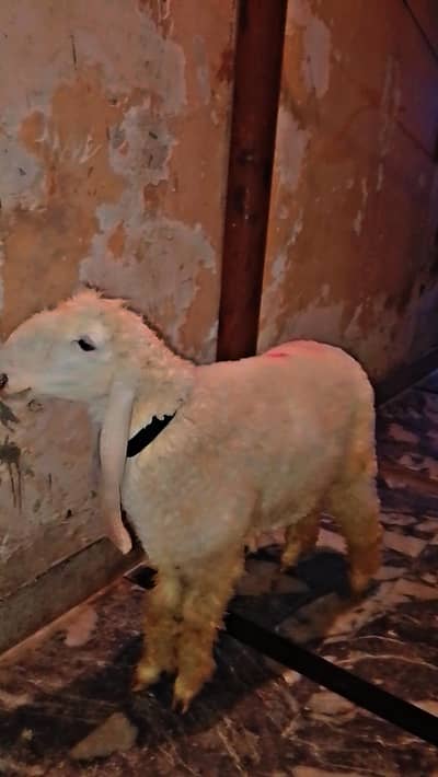 Kajli Cross Female Sheep Healthy and active HER chiz khati  pity ha