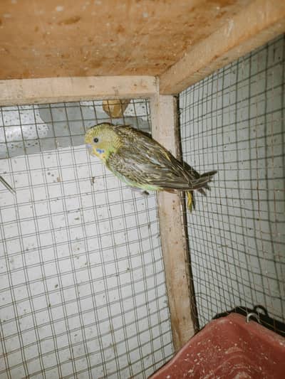 Australian parrot