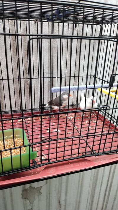 zebra finch