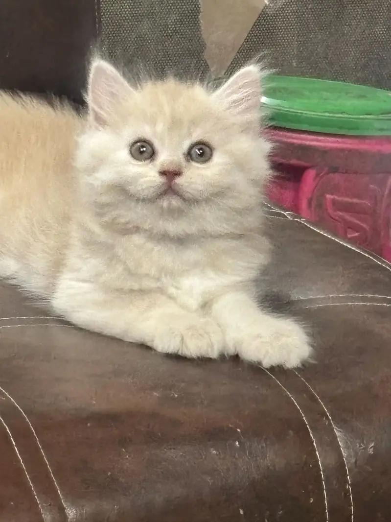 Premium Triple-Coated Persian Kittens | Purebred