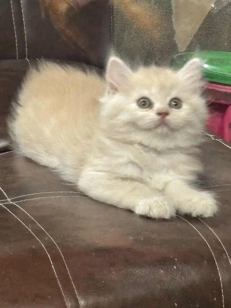 Premium Triple-Coated Persian Kittens | Purebred — photo 3