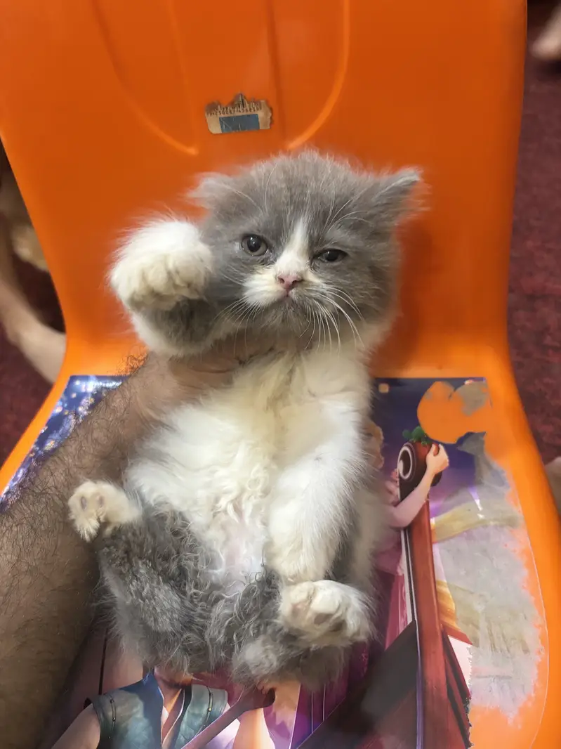 Premium Triple-Coated Persian Kittens | Purebred — photo 4