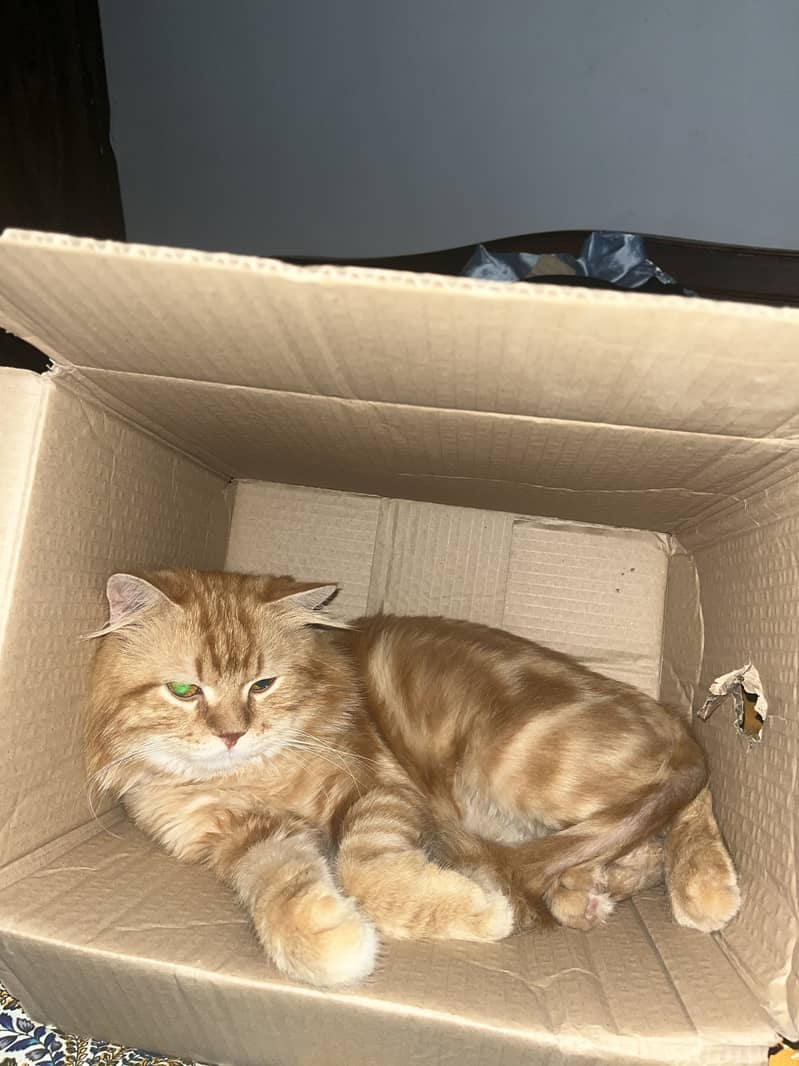 Coco Cat 0