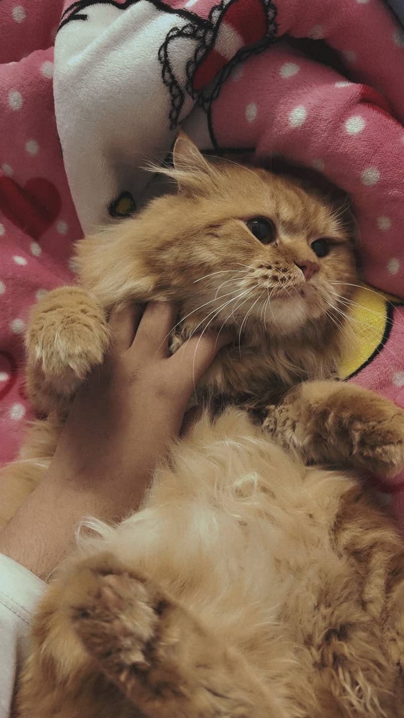 Coco Cat 1