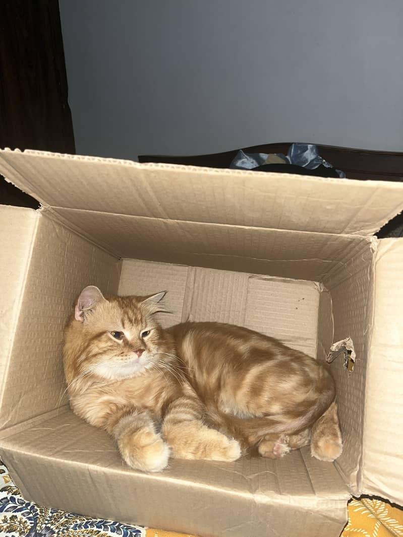 Coco Cat 2