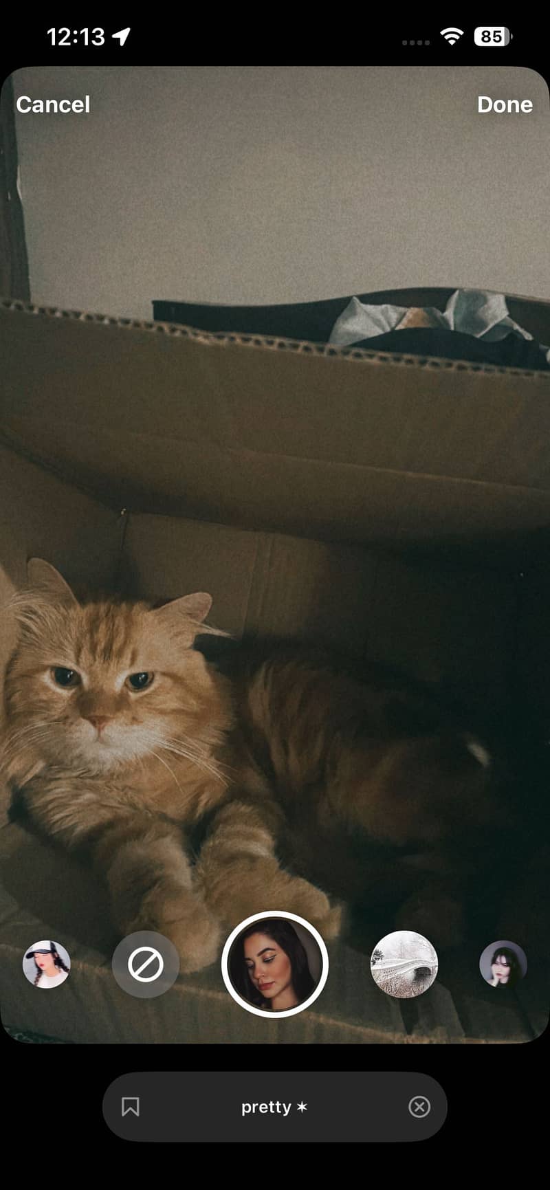 Coco Cat 3