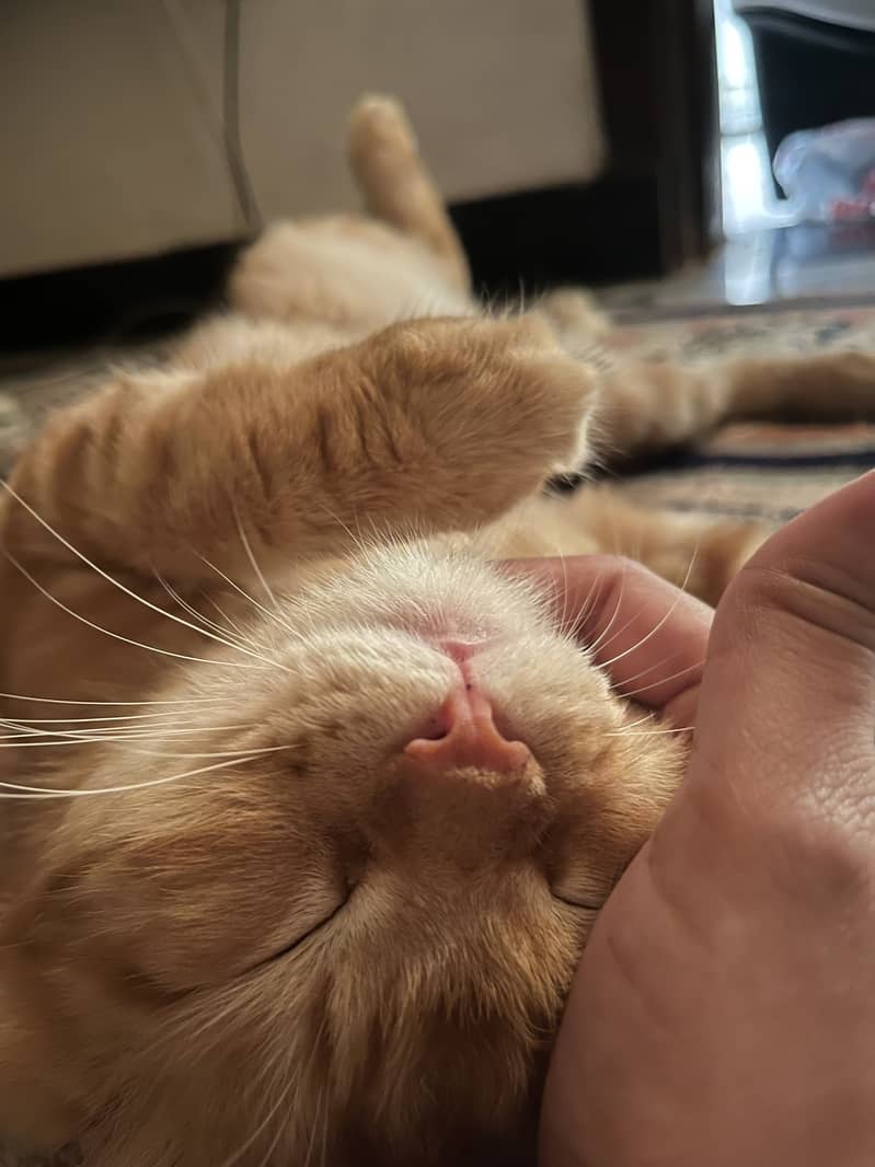 Coco Cat 4