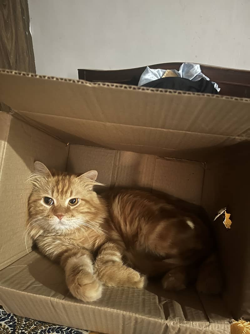 Coco Cat 5