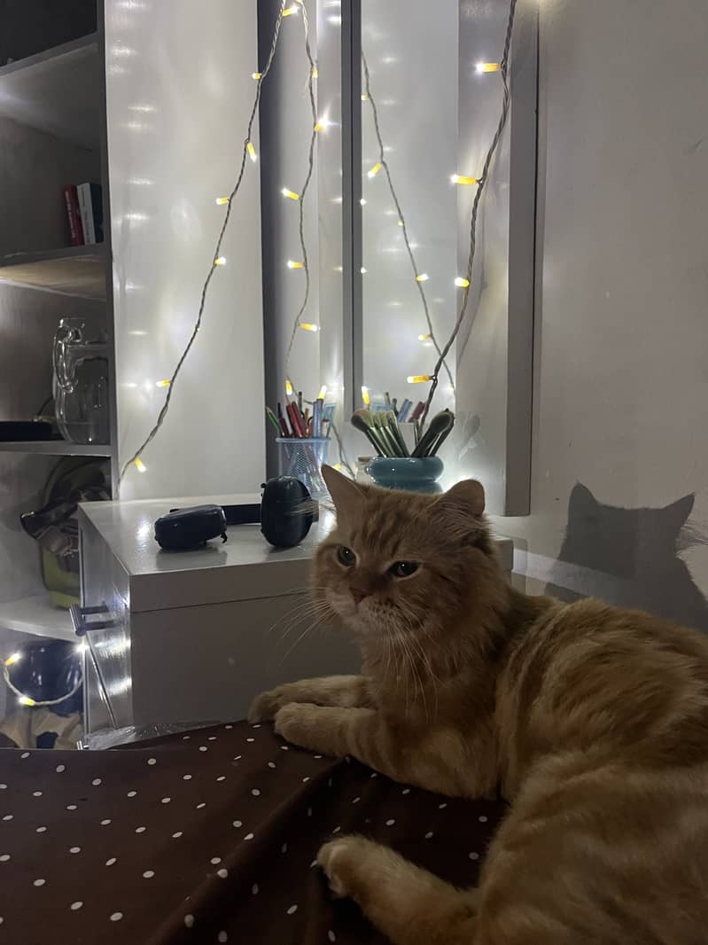 Coco Cat 6