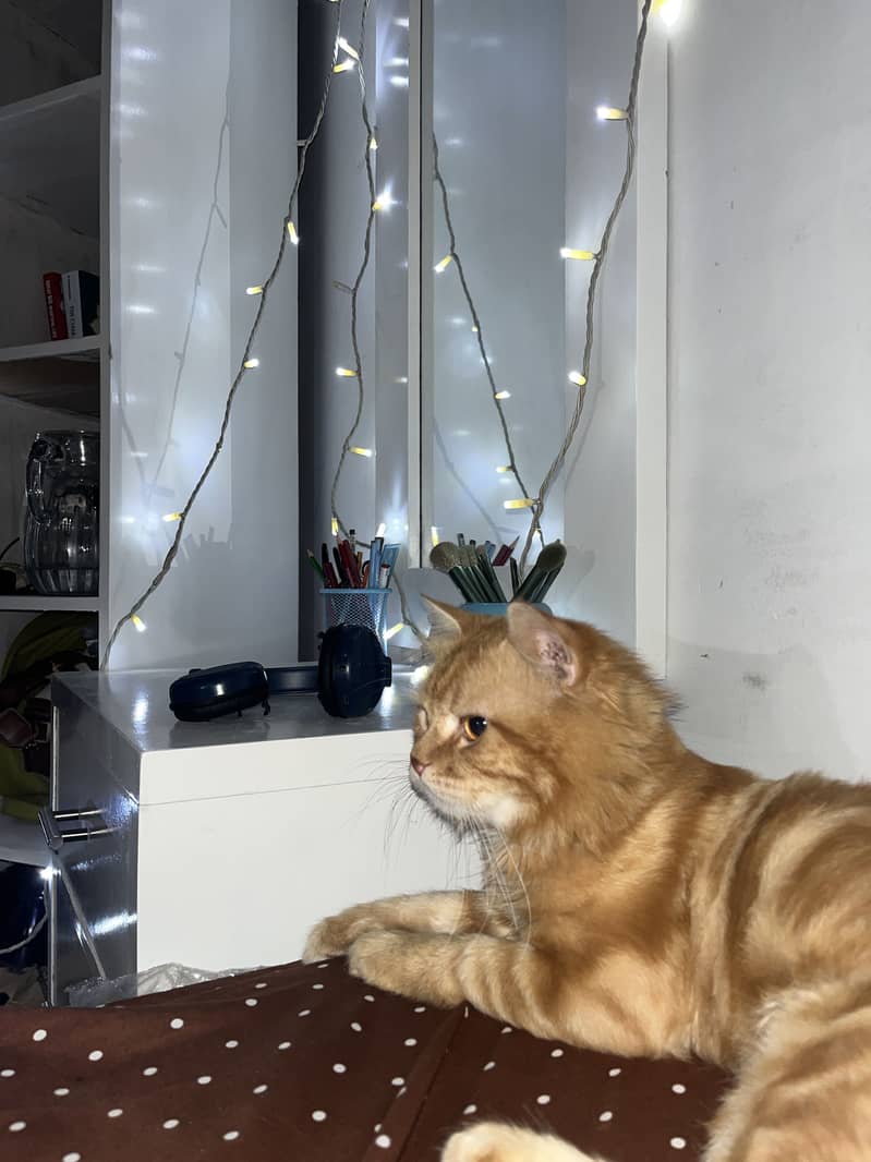 Coco Cat 7
