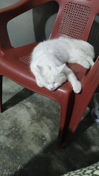 persion cat  Male