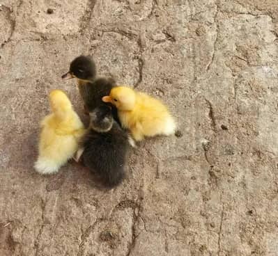 Duck chicks