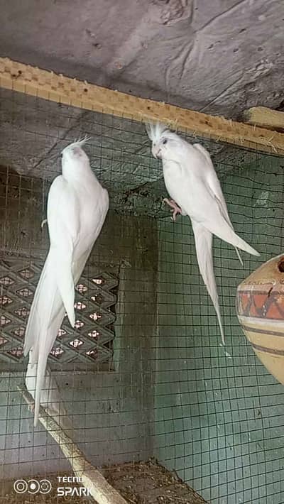 Eno Cocktail white Red Eye 6k / Australian parrot 400 pr peace