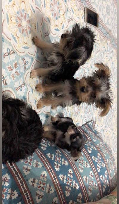Imported Canadian Yorkshire Terrier Puppies