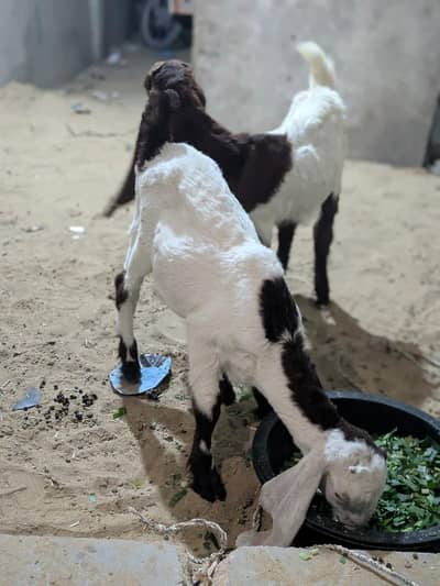 Faisalabadi goat baby for sale