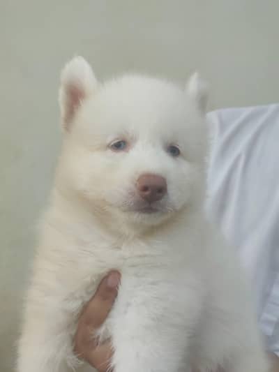 husky male puppy