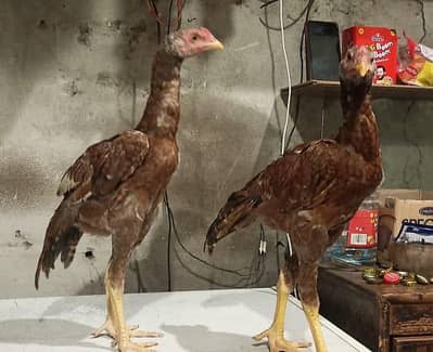 Lakha Aseel Cross Chicks Healthy And Active