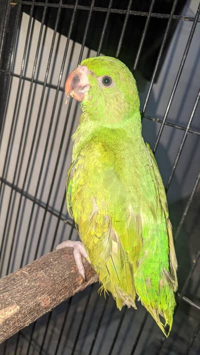 Ringneck