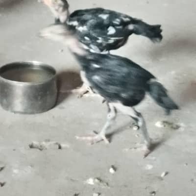 wlatee  breed