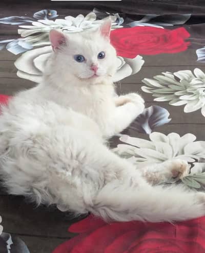 persian cats