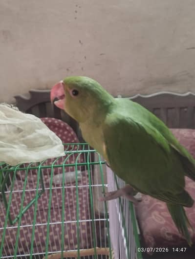 Huzaifa palace Gulshan hayat k pass gum ho gya he