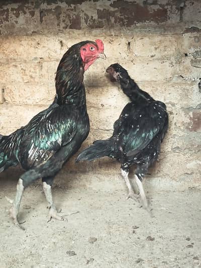2 breeder thai vatenmi pairs
